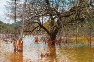 control-phytophthora