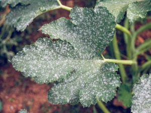 oídio tratamiento eficaz